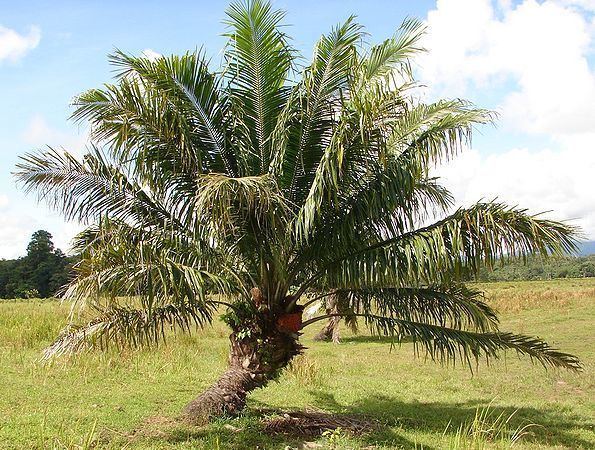 Elaeis Elaeis oleifera Palmpedia Palm Grower39s Guide