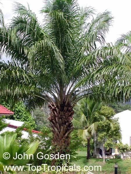 Elaeis guineensis Elaeis guineensis African Oil Palm Jacquin TopTropicalscom