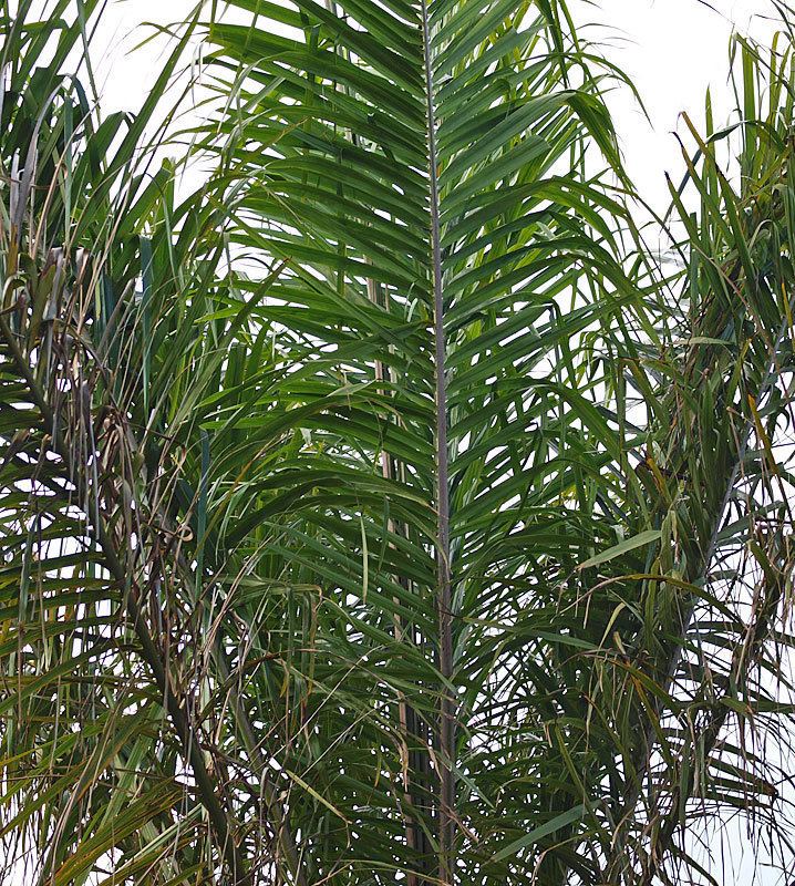 Elaeis guineensis Elaeis guineensis Identifying Commonly Cultivated Palms