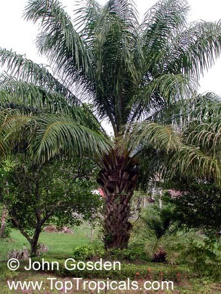 Elaeis guineensis Elaeis guineensis African Oil Palm Jacquin TopTropicalscom