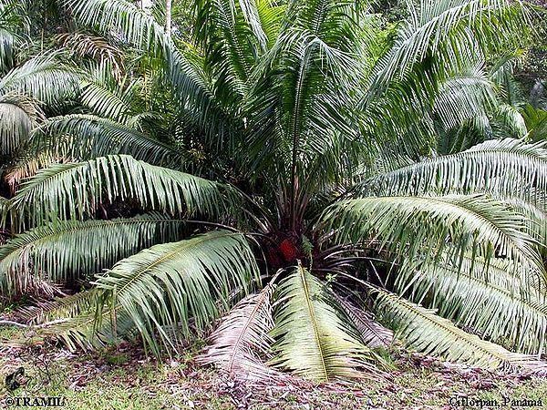 Elaeis oleifera Elaeis oleifera Palmpedia Palm Grower39s Guide