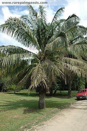 Elaeis oleifera Elaeis oleifera American oil palm Corozo oleifera