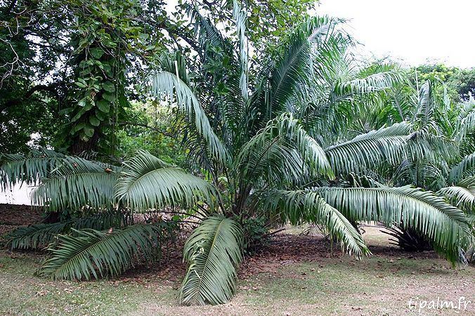 Elaeis oleifera Elaeis oleifera Palmpedia Palm Grower39s Guide