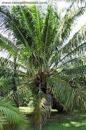 Elaeis oleifera Elaeis oleifera buy seeds at rarepalmseedscom