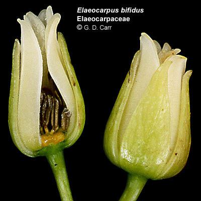 Elaeocarpaceae Flowering Plant Families UH Botany