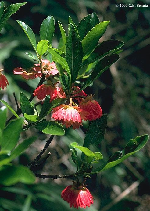 Elaeocarpaceae Elaeocarpaceae in Madagascar