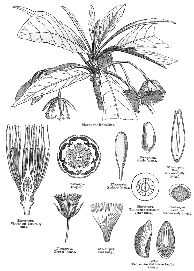 Elaeocarpaceae Angiosperm families Elaeocarpaceae DC