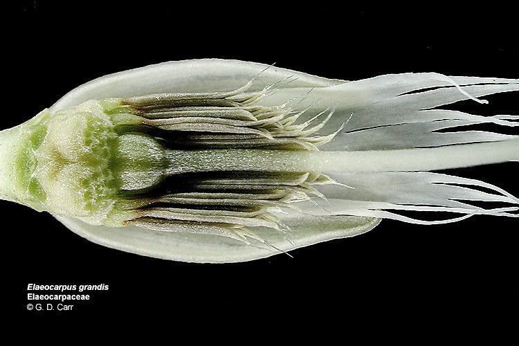 Elaeocarpaceae Flowering Plant Families UH Botany