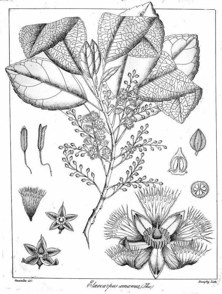 Elaeocarpus amoenus