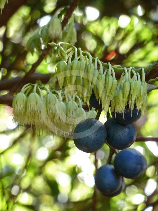 Elaeocarpus angustifolius Elaeocarpus angustifolius Blue Quandong Blue Marble Tree Silver