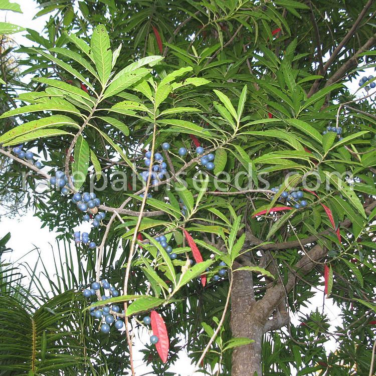 Elaeocarpus angustifolius Elaeocarpus angustifolius buy seeds at rarepalmseedscom