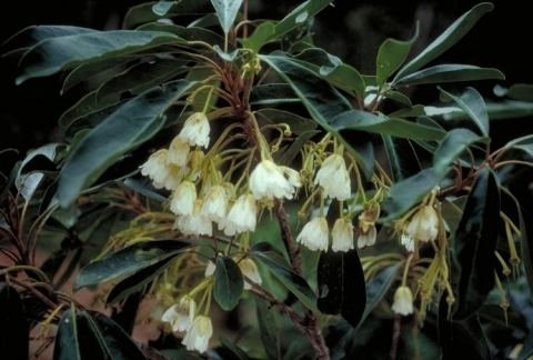 Elaeocarpus bancroftii Elaeocarpus bancroftii Useful Tropical Plants