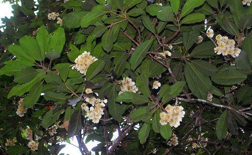 Elaeocarpus bancroftii Elaeocarpus bancroftii Elaeocarpaceae Leaf Whispering in the Tropics