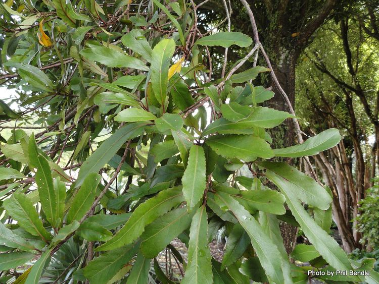 Elaeocarpus dentatus TERRAIN Taranaki Educational Resource Research Analysis