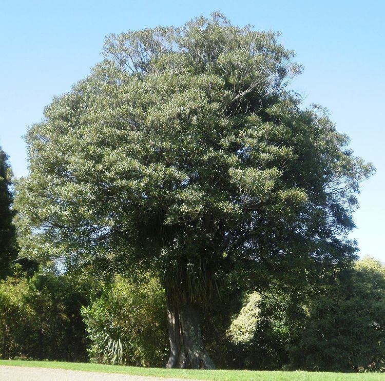 Elaeocarpus dentatus Elaeocarpus dentatus Wikipedia