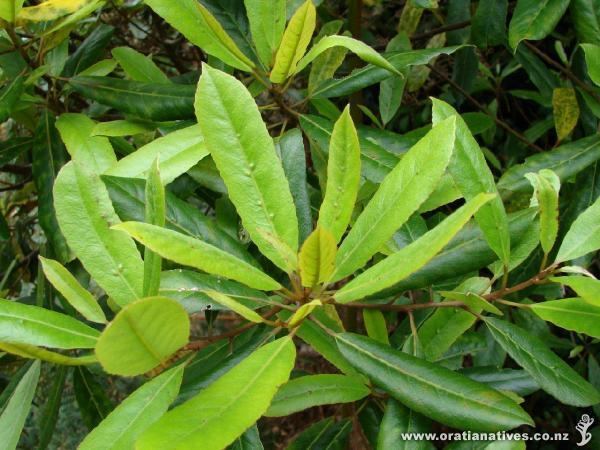 Elaeocarpus dentatus Elaeocarpus dentatus Oratia Native Plant Nursery