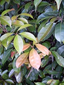Elaeocarpus eumundi httpsuploadwikimediaorgwikipediacommonsthu
