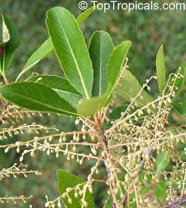 Elaeocarpus ganitrus Elaeocarpus ganitrus Elaeocarpus sphaericus Rudraksh Rudraksa