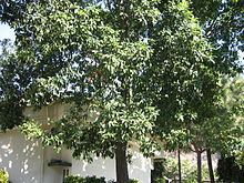 Elaeocarpus ganitrus Elaeocarpus ganitrus Wikipedia