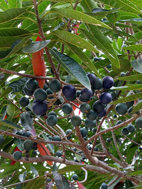 Elaeocarpus ganitrus Plantekey Auroville Botanical Garden