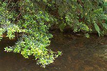 Elaeocarpus holopetalus httpsuploadwikimediaorgwikipediacommonsthu