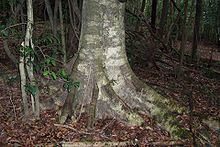 Elaeocarpus kirtonii httpsuploadwikimediaorgwikipediacommonsthu