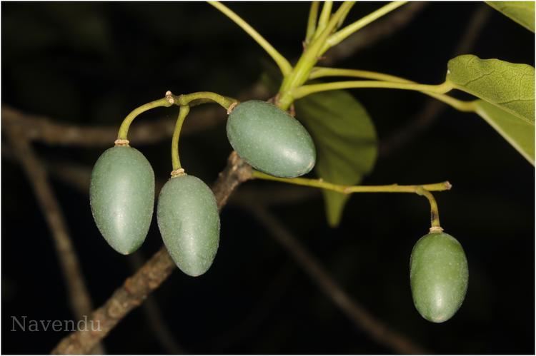 Elaeocarpus munronii florakarnatakacesiiscacinhjcb2imgfieldElae