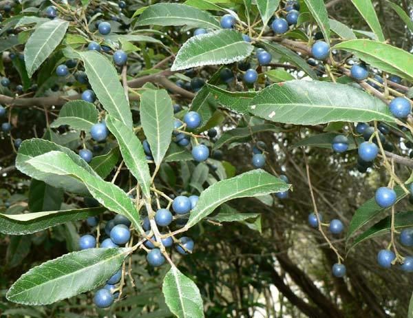 Elaeocarpus reticulatus Elaeocarpus reticulatus Blueberry Ash