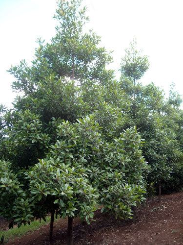 Elaeocarpus reticulatus ELAEOCARPUS reticulatus PRIMA DONNA tm Blueberry Ash Australian