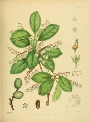 Elaeocarpus serratus Elaeocarpus serratus Useful Tropical Plants