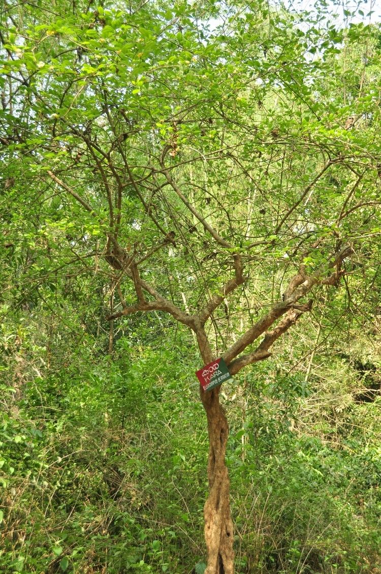 Elaeocarpus serratus FileElaeocarpus serratusjpg Wikimedia Commons
