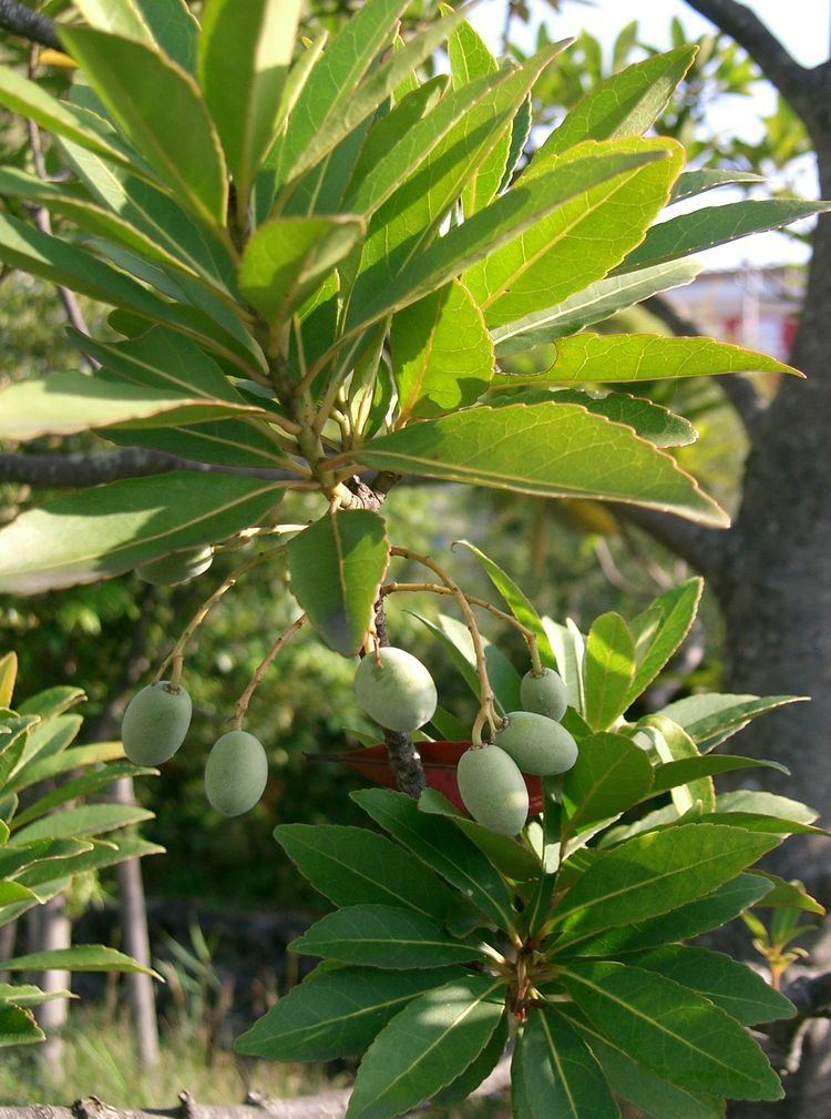 Elaeocarpus sylvestris Elaeocarpus sylvestris Lour Poir Checklist View