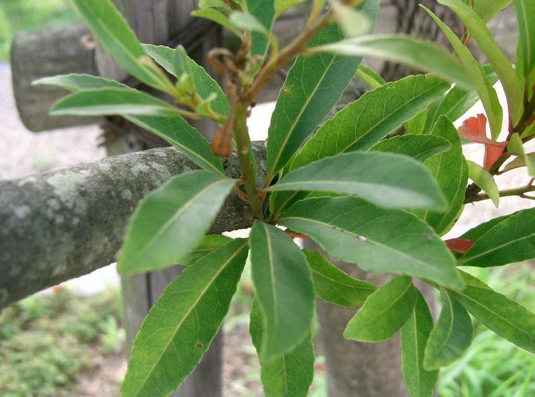 Elaeocarpus sylvestris Elaeocarpus sylvestris Lour Poir Checklist View