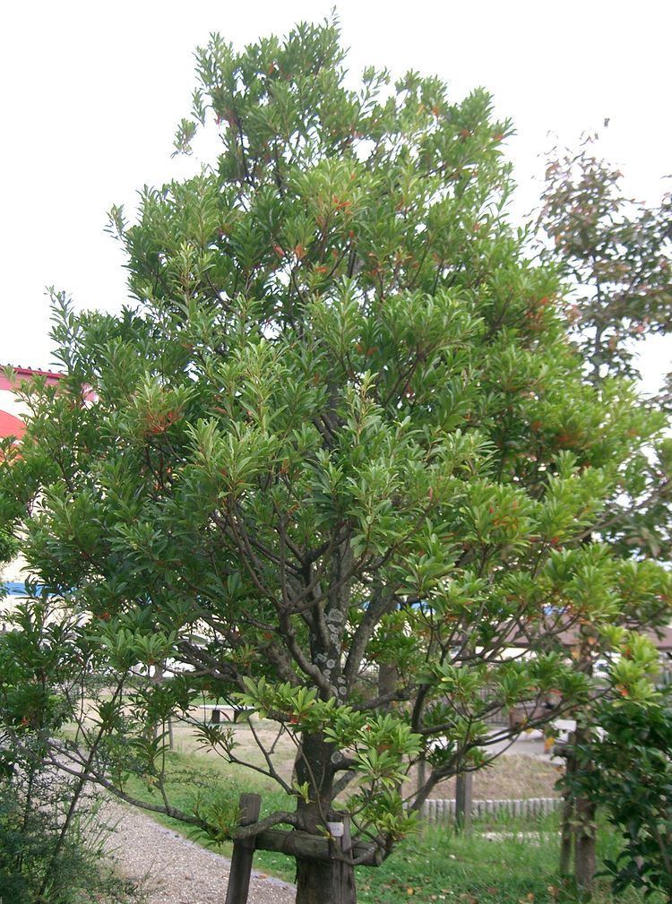 Elaeocarpus sylvestris FileElaeocarpus sylvestris3jpg Wikimedia Commons