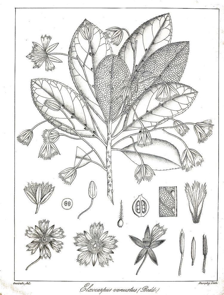 Elaeocarpus venustus