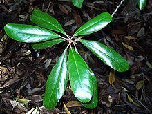 Elaeocarpus williamsianus httpsuploadwikimediaorgwikipediacommonsthu