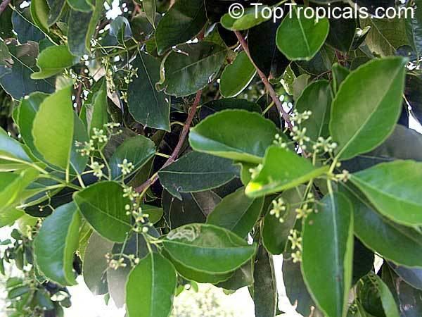 Elaeodendron Elaeodendron sp False Olive TopTropicalscom