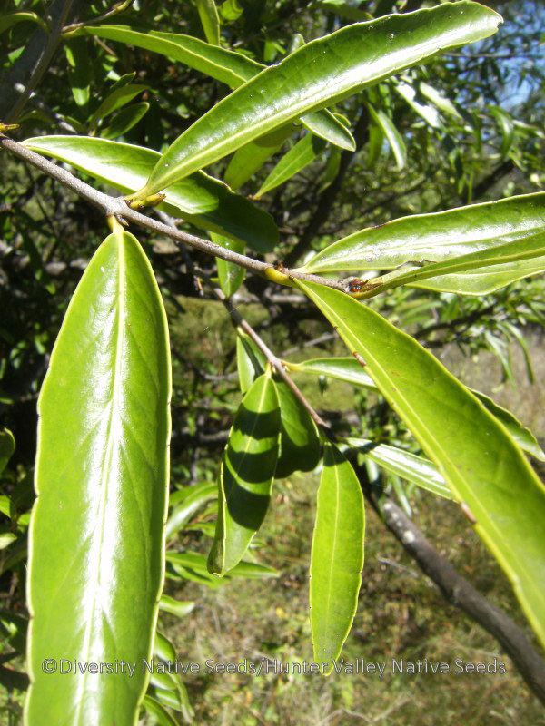 Elaeodendron australe Elaeodendron australe red oliveberry Diversity Native Seeds