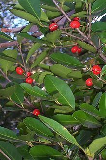 Elaeodendron australe httpsuploadwikimediaorgwikipediacommonsthu