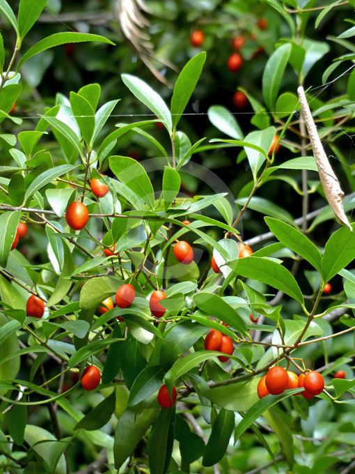 Elaeodendron australe Elaeodendron australe Red Olive Berry Red Fruited Olive Plum