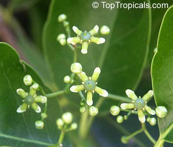 Elaeodendron Elaeodendron sp False Olive TopTropicalscom