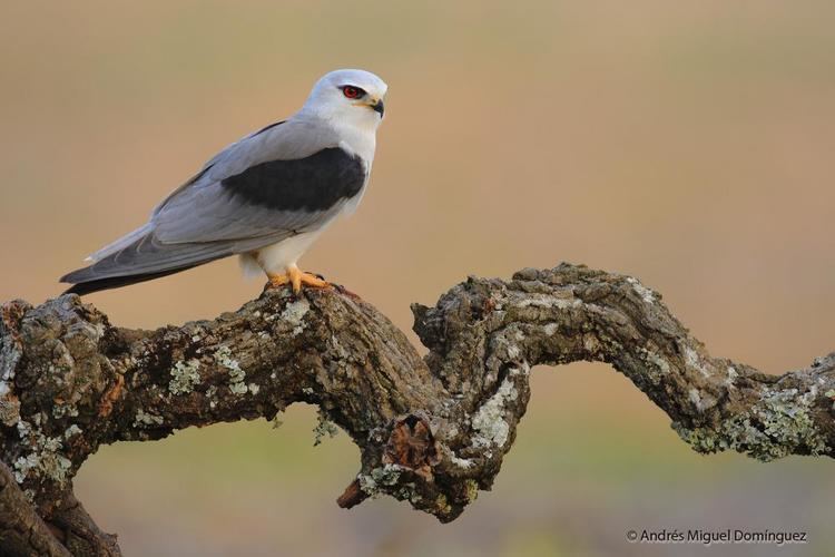 Elanus Photos of Blackwinged Kite Elanus caeruleus the Internet Bird