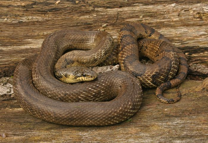 Elaphe anomala Field Herp Forum View topic Big photoshoot