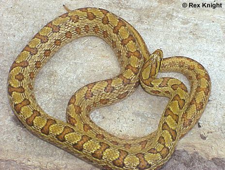 Elaphe bimaculata wwwratsnakescomimagesEbimaculata3jpg