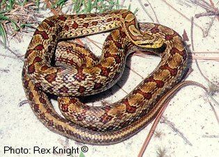 Elaphe bimaculata TwinSpotted Ratsnake Elaphe bimaculata