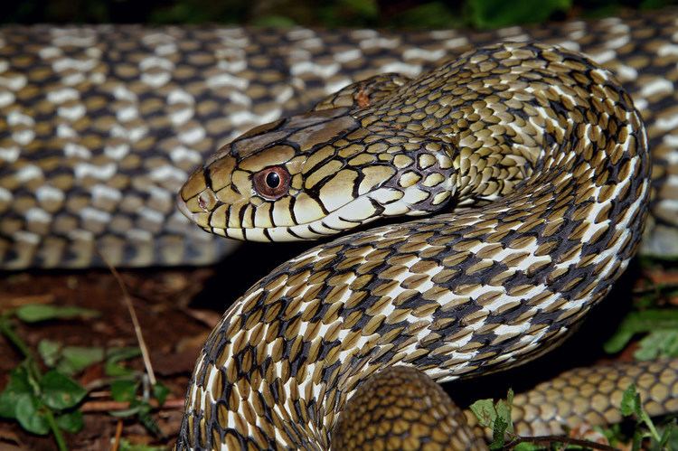 Elaphe carinata King Ratsnake Elaphe carinata Found in Baling Taiwa