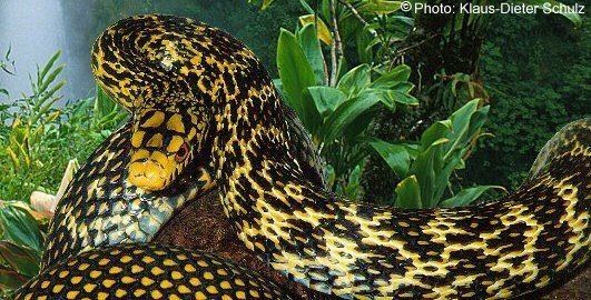 Elaphe carinata King Ratsnake Elaphe carinata