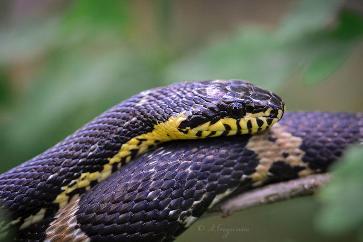 Elaphe schrenckii Elaphe schrenckii russian snake by Scotchupal on DeviantArt