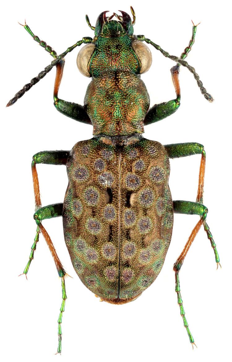 Elaphrus Genus Elaphrus Fabricius 1775 227 Carabidae