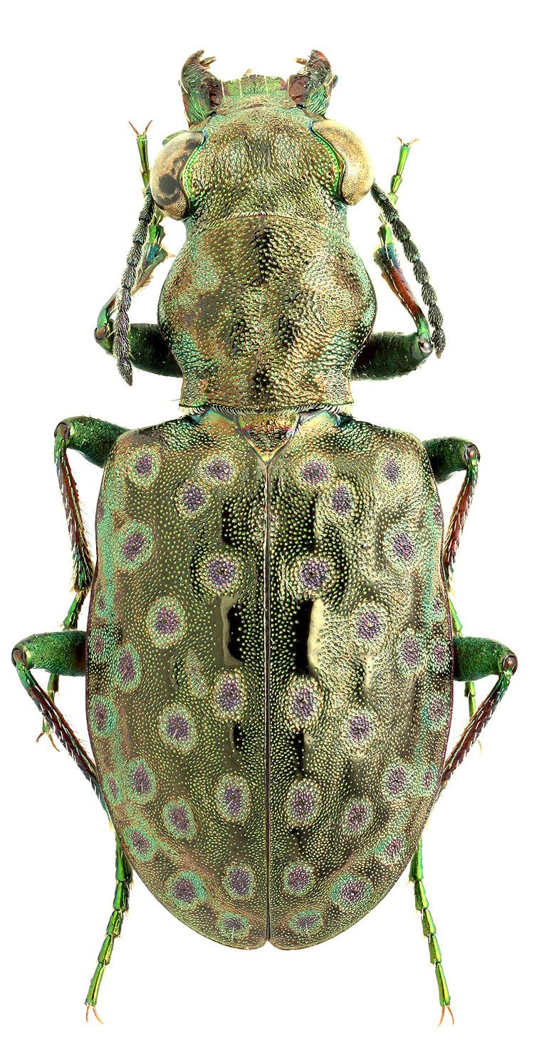 Elaphrus Genus Elaphrus Fabricius 1775 227 Carabidae